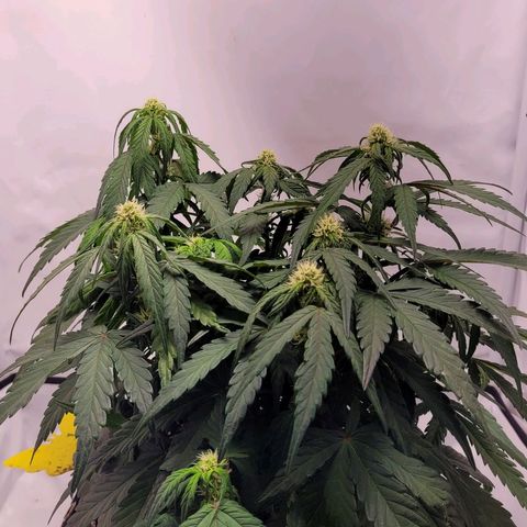 Moby Dick Auto growlog timeline photo