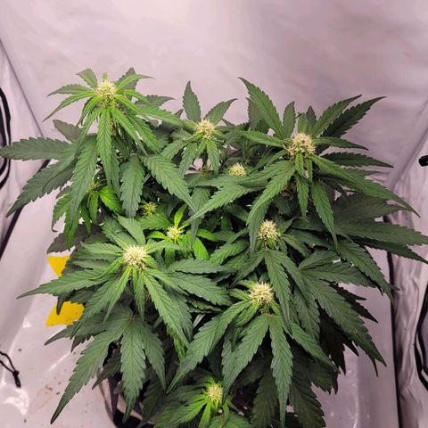 Moby Dick Auto growlog timeline photo