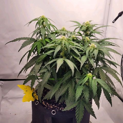 Moby Dick Auto growlog timeline photo