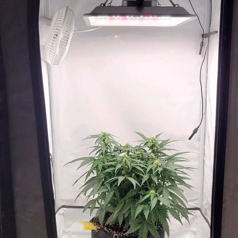 Moby Dick Auto growlog timeline photo