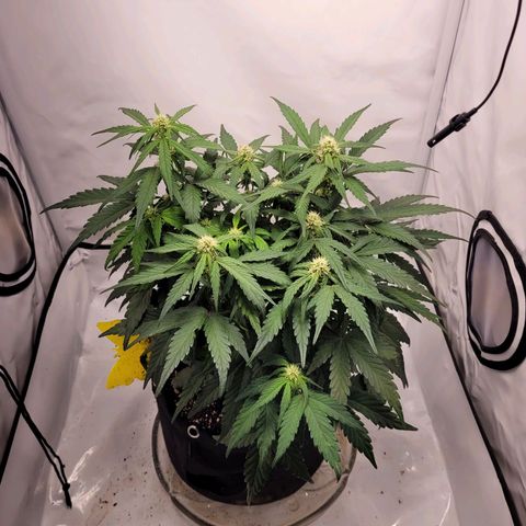 Moby Dick Auto growlog timeline photo