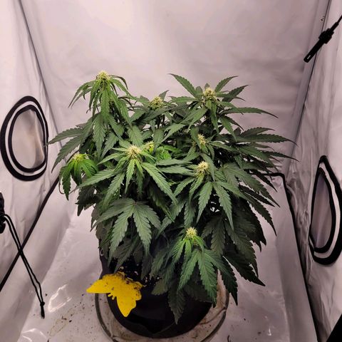 Moby Dick Auto growlog timeline photo