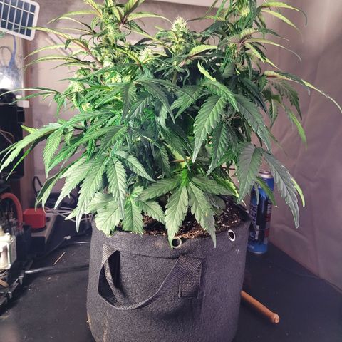 Moby Dick Auto growlog timeline photo
