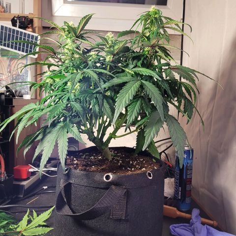 Moby Dick Auto growlog timeline photo