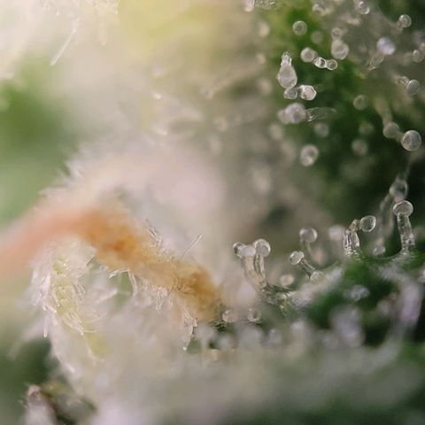 Moby Dick Auto growlog timeline photo