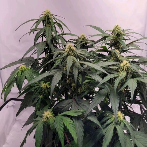 Moby Dick Auto growlog timeline photo