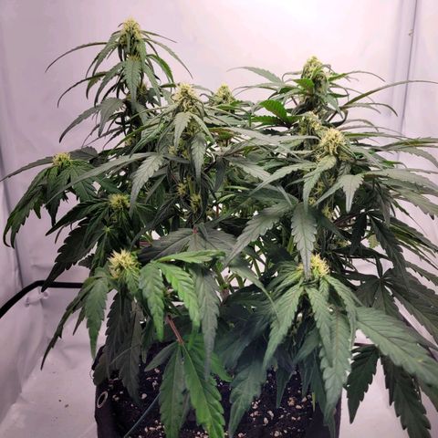 Moby Dick Auto growlog timeline photo