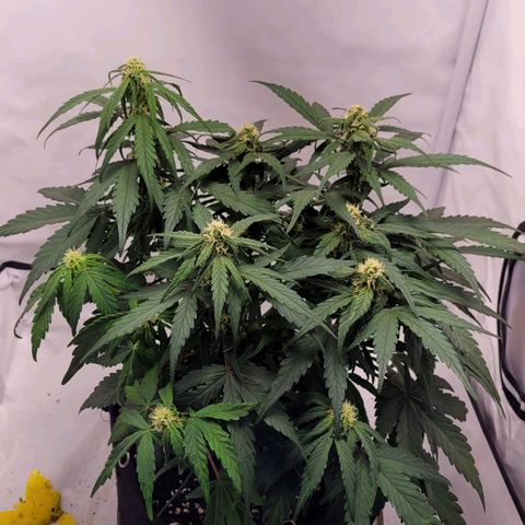 Moby Dick Auto growlog timeline photo