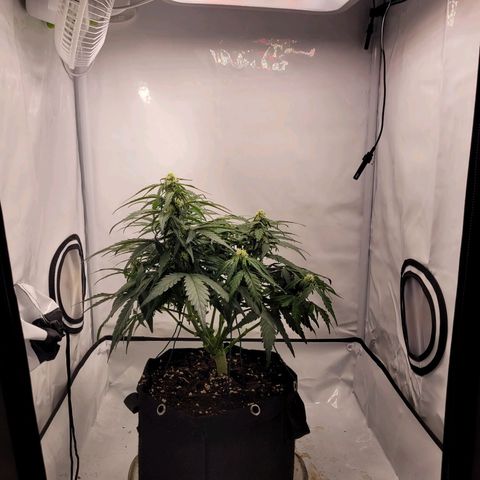 Moby Dick Auto growlog timeline photo