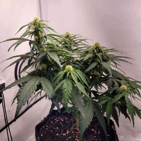 Moby Dick Auto growlog timeline photo