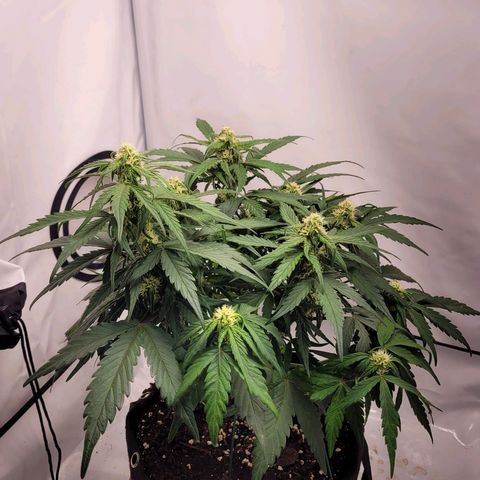 Moby Dick Auto growlog timeline photo