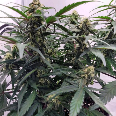 Moby Dick Auto growlog timeline photo