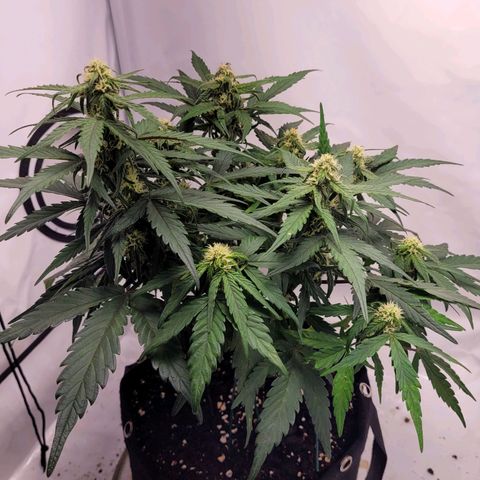 Moby Dick Auto growlog timeline photo