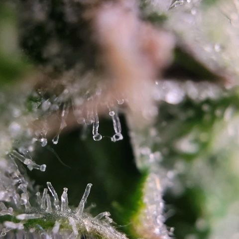 Moby Dick Auto growlog timeline photo