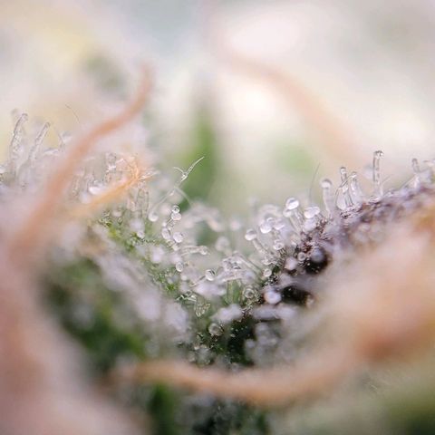 Moby Dick Auto growlog timeline photo