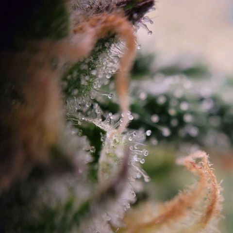 Moby Dick Auto growlog timeline photo