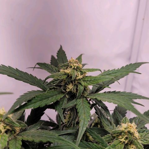 Moby Dick Auto growlog timeline photo