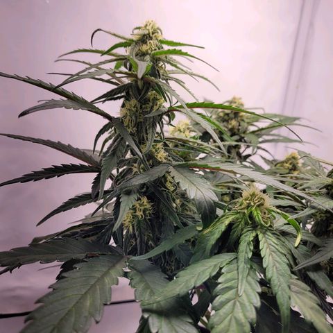 Moby Dick Auto growlog timeline photo