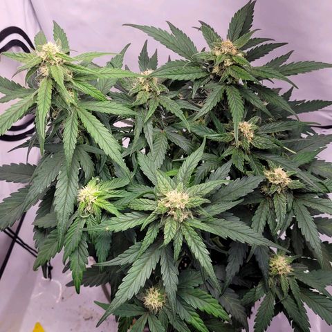 Moby Dick Auto growlog timeline photo