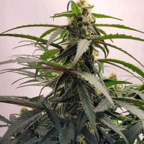 Moby Dick Auto growlog timeline photo