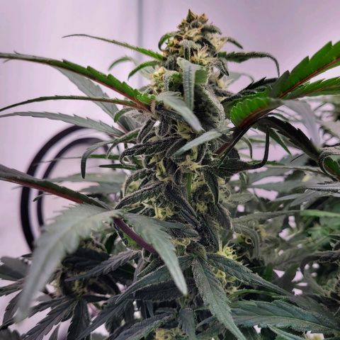 Moby Dick Auto growlog timeline photo