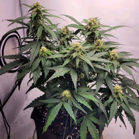 Moby Dick Auto growlog timeline photo