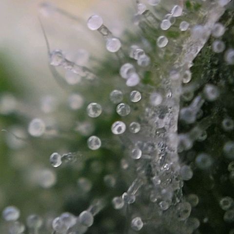 Moby Dick Auto growlog timeline photo