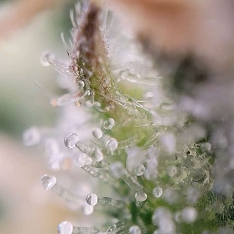 Moby Dick Auto growlog timeline photo