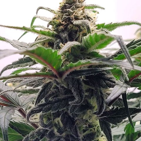 Moby Dick Auto growlog timeline photo