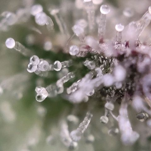 Moby Dick Auto growlog timeline photo