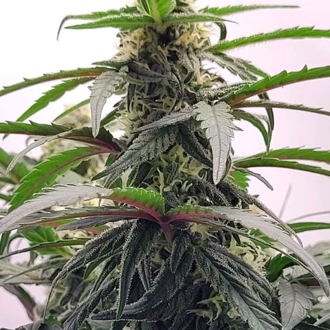 Moby Dick Auto growlog timeline photo