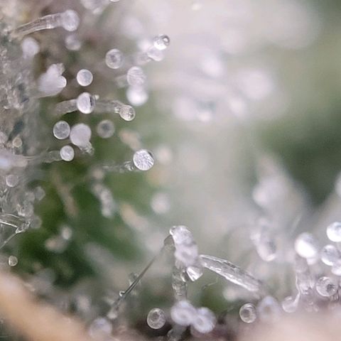 Moby Dick Auto growlog timeline photo
