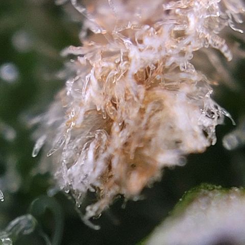 Moby Dick Auto growlog timeline photo