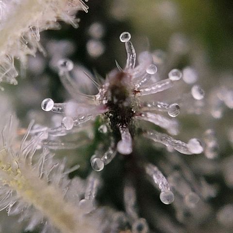 Moby Dick Auto growlog timeline photo