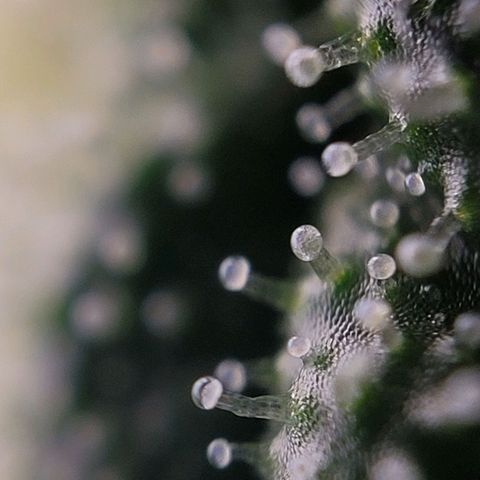 Moby Dick Auto growlog timeline photo