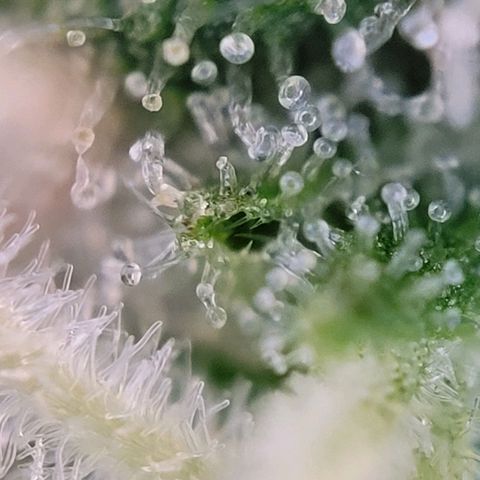 Moby Dick Auto growlog timeline photo