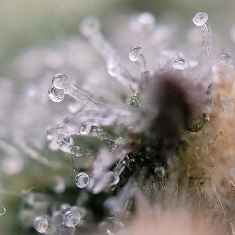 Moby Dick Auto growlog timeline photo