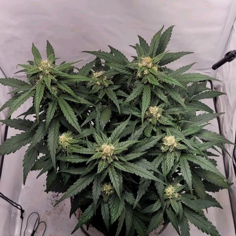 Moby Dick Auto growlog timeline photo