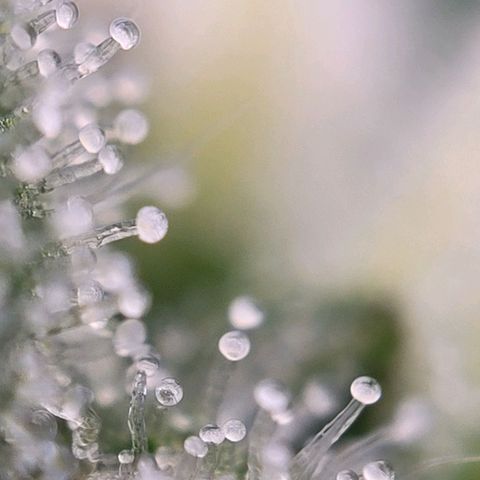 Moby Dick Auto growlog timeline photo
