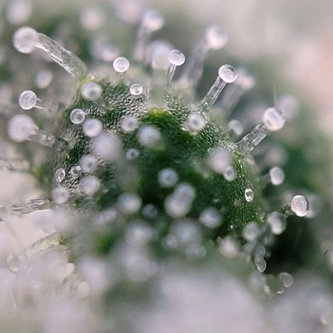Moby Dick Auto growlog timeline photo