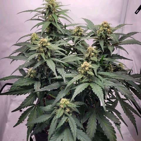 Moby Dick Auto growlog timeline photo