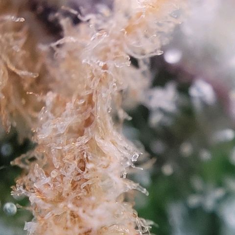 Moby Dick Auto growlog timeline photo