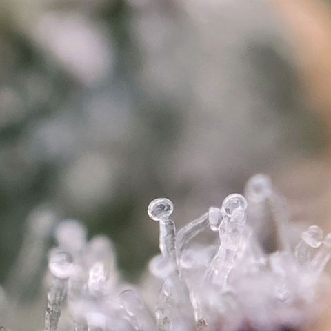 Moby Dick Auto growlog timeline photo