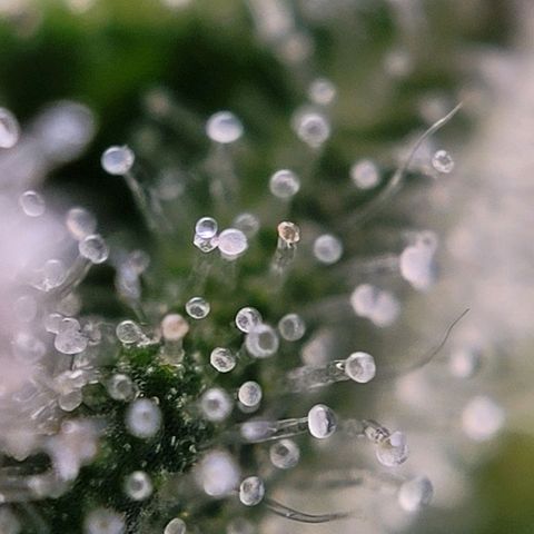 Moby Dick Auto growlog timeline photo
