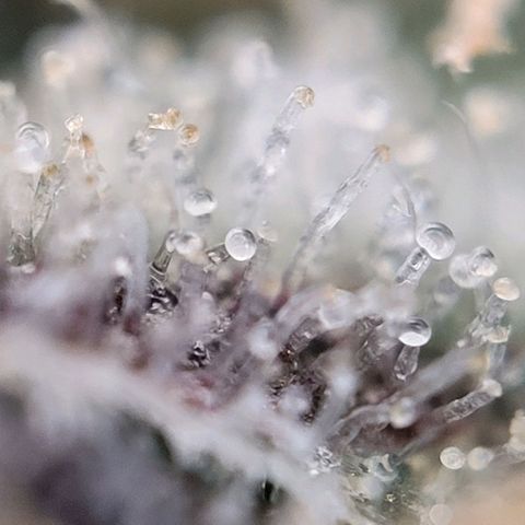 Moby Dick Auto growlog timeline photo