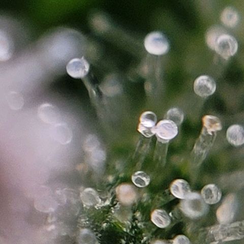 Moby Dick Auto growlog timeline photo