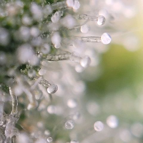 Moby Dick Auto growlog timeline photo