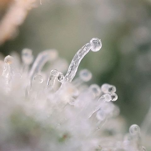 Moby Dick Auto growlog timeline photo