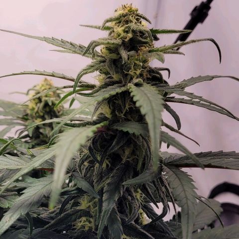 Moby Dick Auto growlog timeline photo
