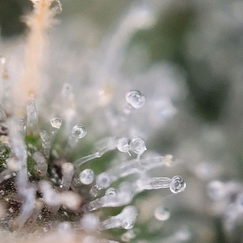 Moby Dick Auto growlog timeline photo